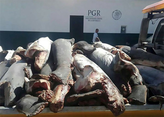 Mexico:[-]Phát[-]hiện[-]300[-]xác[-]cá[-]mập[-]chất[-]đống[-]dọc[-]đường